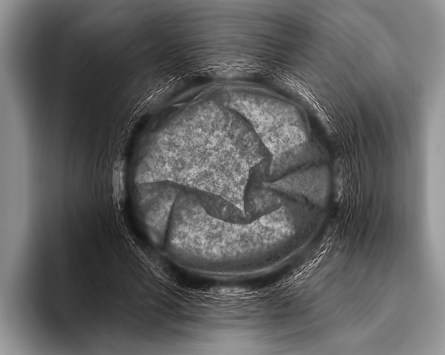 X0000096190590200802081522