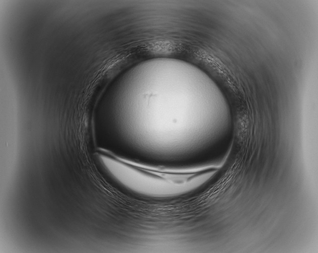 X0000096190596200802081521