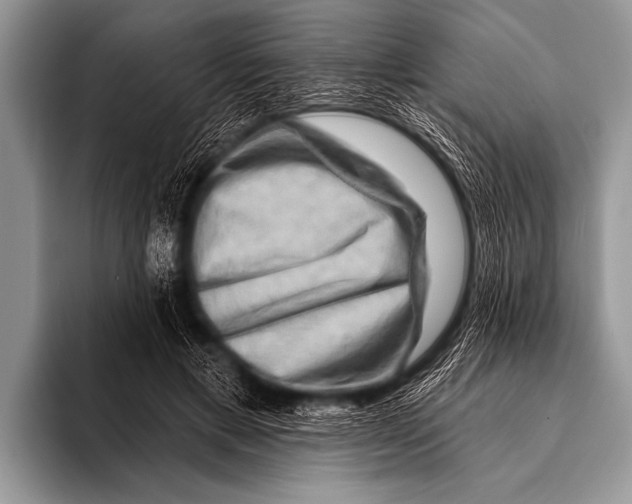 X0000096190597200802081521