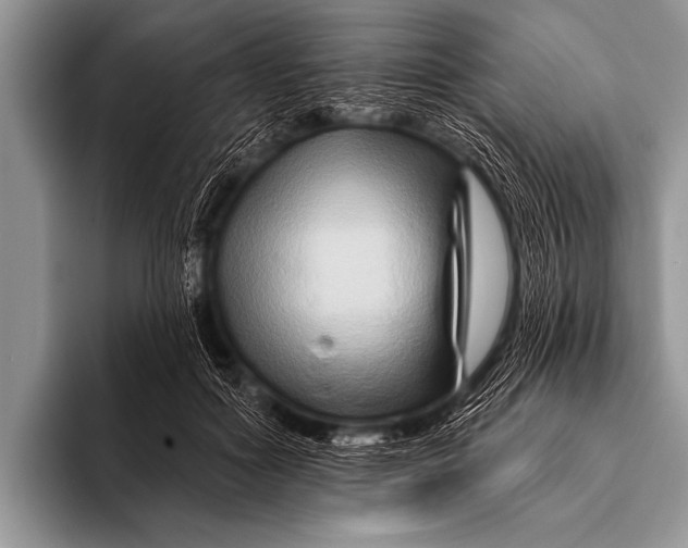 X0000096190602200802081521