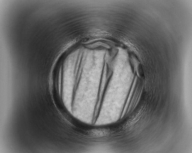 X0000096190630200802081520