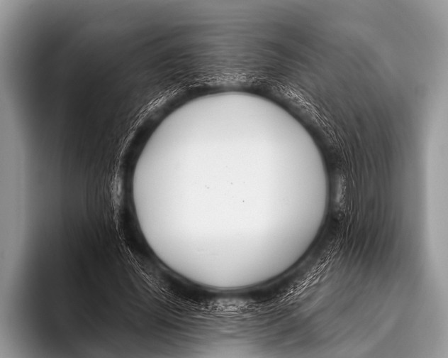 X0000096190636200802081521