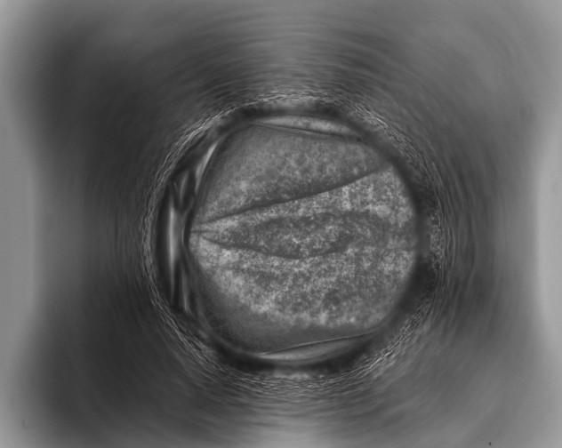 X0000096190640200802081521