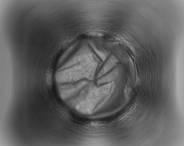 X0000096190641200802081521