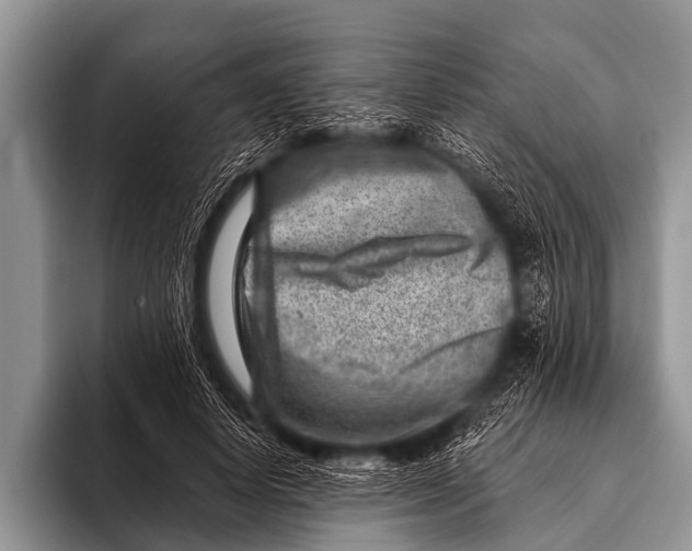 X0000096190642200802081521