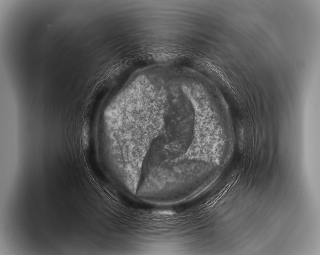 X0000096190644200802081521