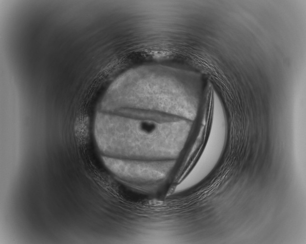 X0000096190650200802081521