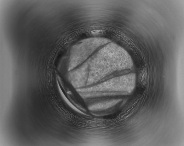 X0000096190651200802081521