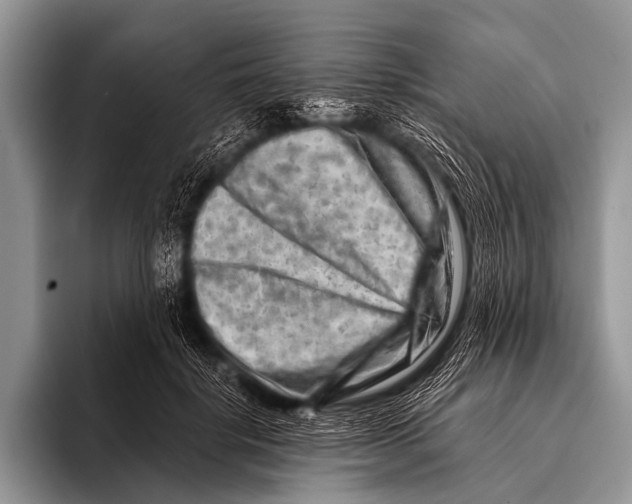 X0000096190652200802081521