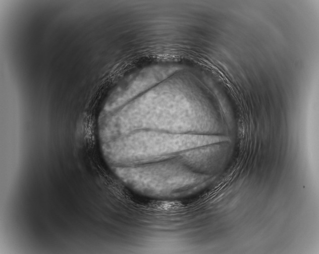 X0000096190663200802081521