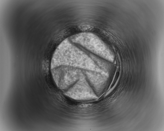 X0000096190664200802081521