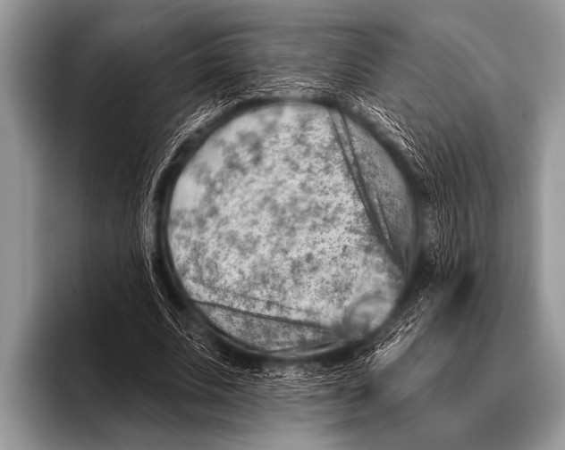 X0000096190679200802081520