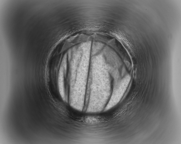 X0000096190684200802081520