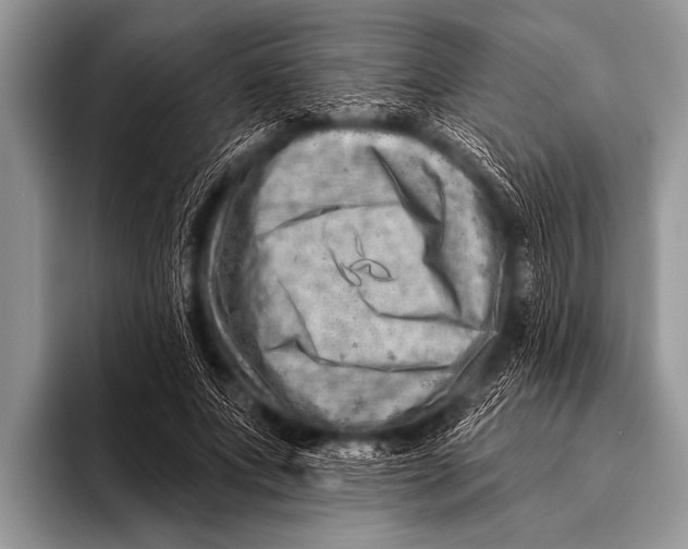 X0000096190687200802081520