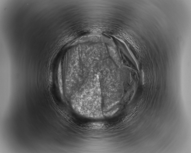 X0000096190692200802081520