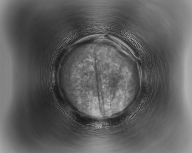 X0000096190696200802081520