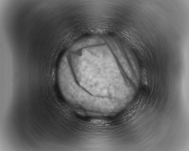 X0000096190699200802081520