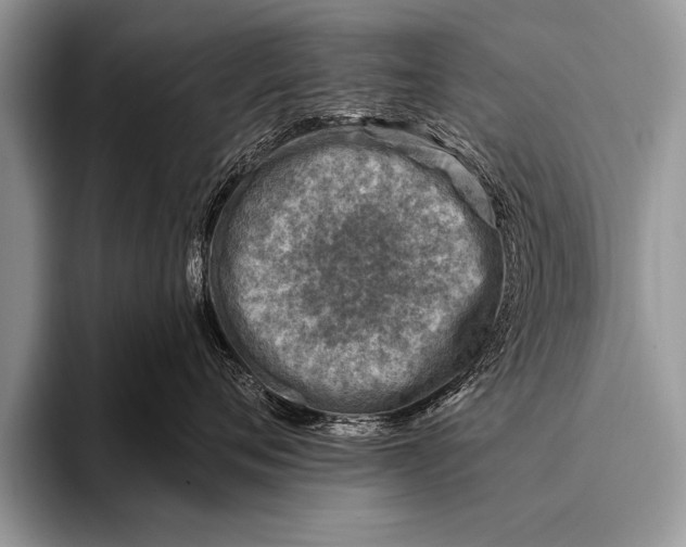 X0000096190720200802081520