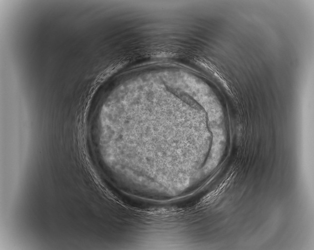 X0000096190721200802081519