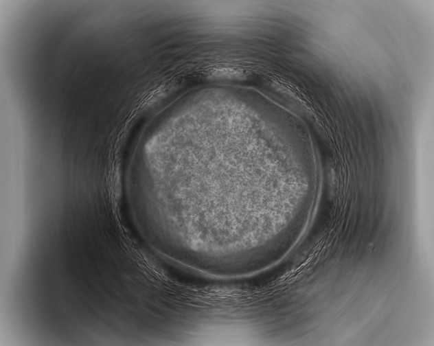 X0000096190729200802081519