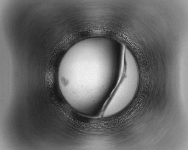 X0000096190746200802081519