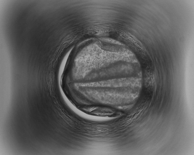 X0000096190748200802081520