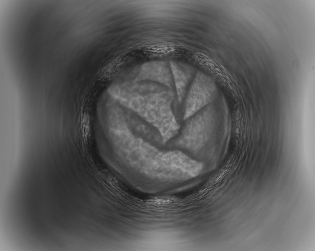 X0000096190758200802081520