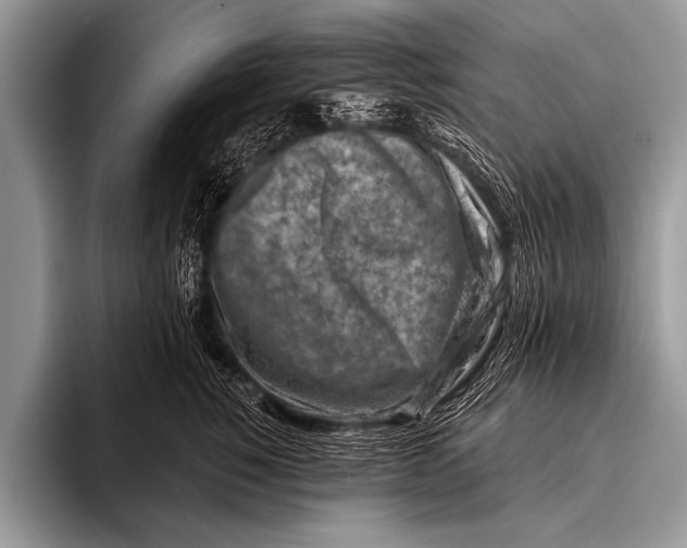 X0000096190760200802081520