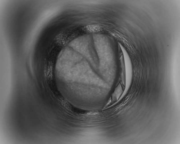 X0000096190762200802081520