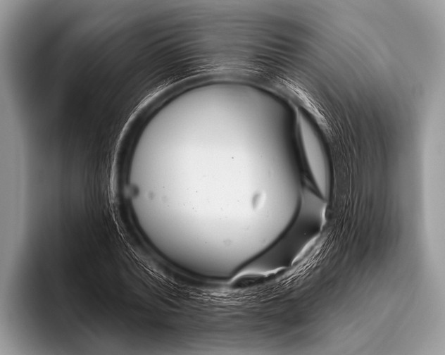 X0000096190780200802081519