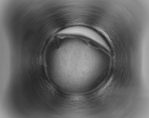 X0000096190785200802081519