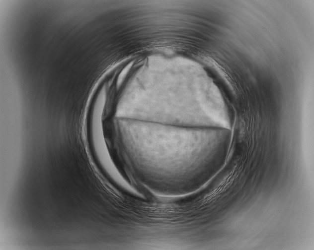 X0000096190795200802081519