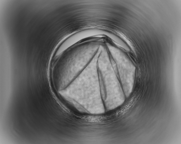 X0000096190803200802081519