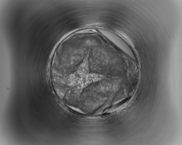 X0000096190816200802081519