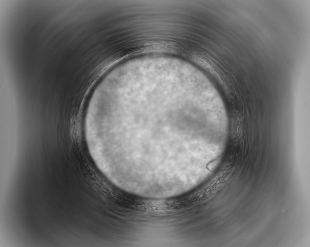 X0000096190828200802081518