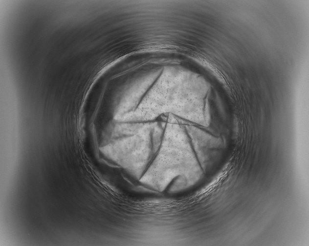 X0000096190830200802081518