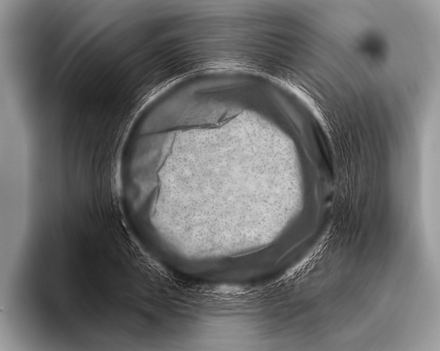 X0000096190839200802081518