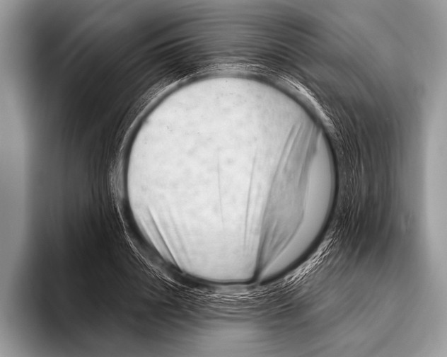 X0000096190844200802081518