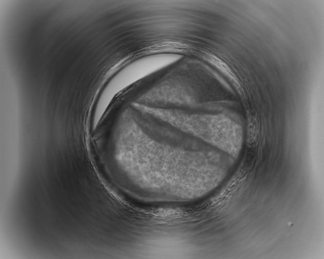 X0000096190850200802081518