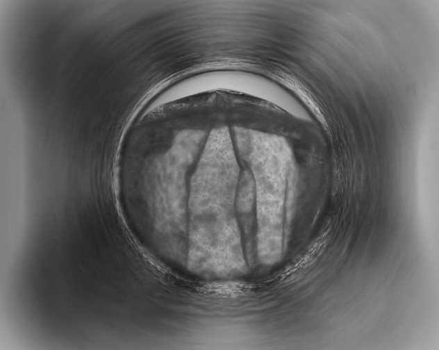 X0000096190853200802081518