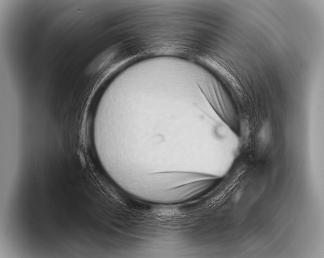 X0000096190886200802081517