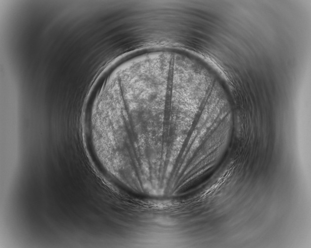 X0000096190895200802081517