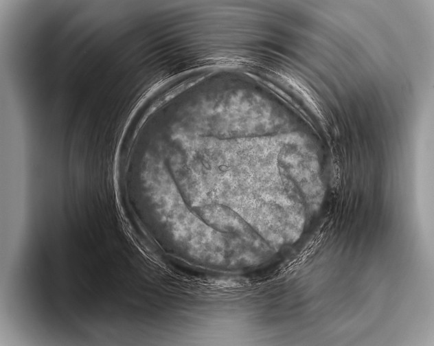 X0000096190899200802081517