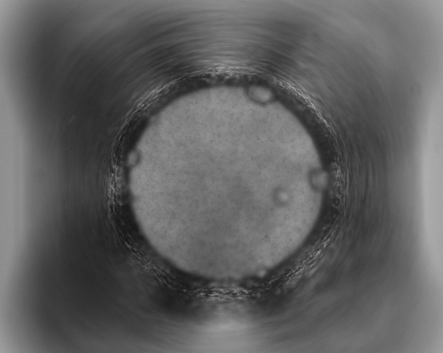 X0000096190918200802081517