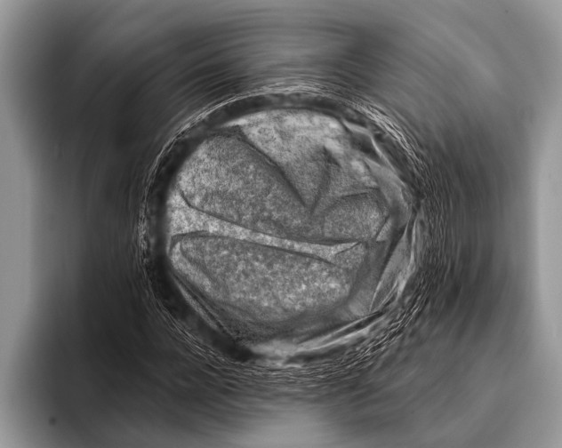 X0000096190920200802081517