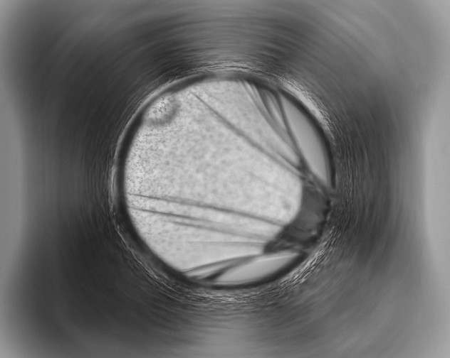 X0000096190932200802081517