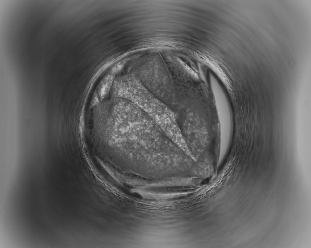 X0000096190944200802081517