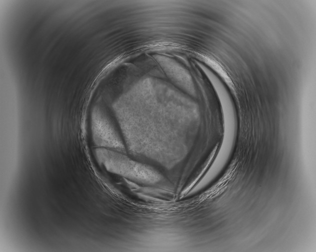 X0000096190946200802081517