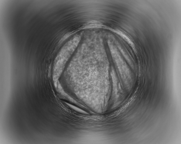 X0000096190953200802081517