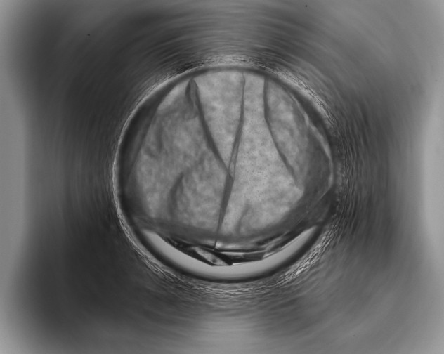 X0000096190991200802081516